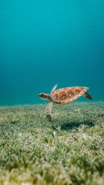 A sea turtle swimming gracefully over underwater grass in clear ocean water