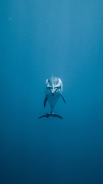A dolphin swimming calmly in deep blue water showing a sea animal