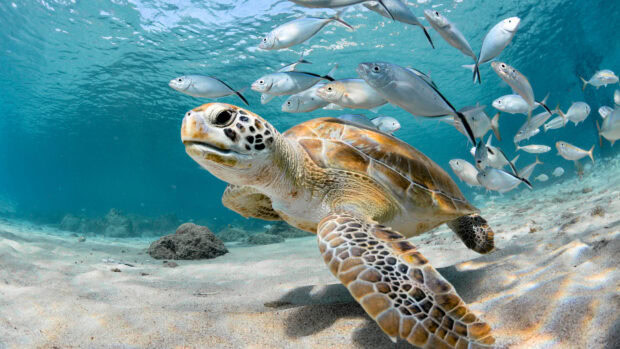A sea turtle swimming underwater surrounded by a school of sea animals