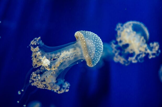 A transparent jellyfish with white spots swimming underwater among other sea animals