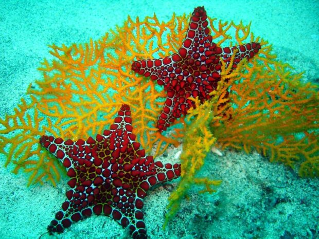 Two sea animals starfish resting on orange coral under clear ocean water