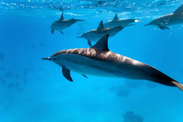 A pod of dolphins swimming underwater in clear blue sea animals environment
