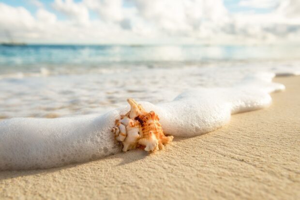 A seashell lies partially covered by ocean foam on the sandy shore of Zanzibar, HD Desktop Wallpaper