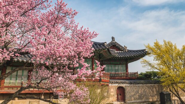 Traditional Korean architecture surrounded by blooming cherry blossom trees in Seoul Korea