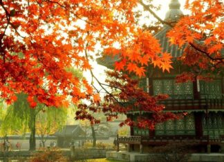 Traditional Korean architecture surrounded by autumn foliage in Seoul Korea
