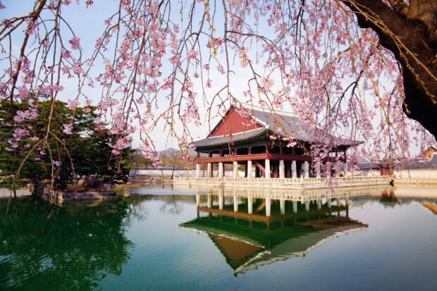 Traditional Korean architecture with cherry blossoms in Seoul Korea viewed over water reflection