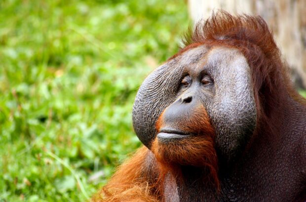 A close up of an orangutan resting peacefully in its lush green natural habitat, 2K Desktop Wallpaper