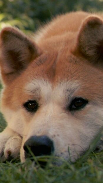 A Shiba Inu dog resting on grass with a focused gaze, HD Phone Wallpaper