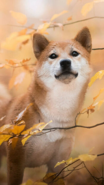 A Shiba Inu looks attentively surrounded by yellow autumn leaves in the forest, 2K Phone Wallpaper