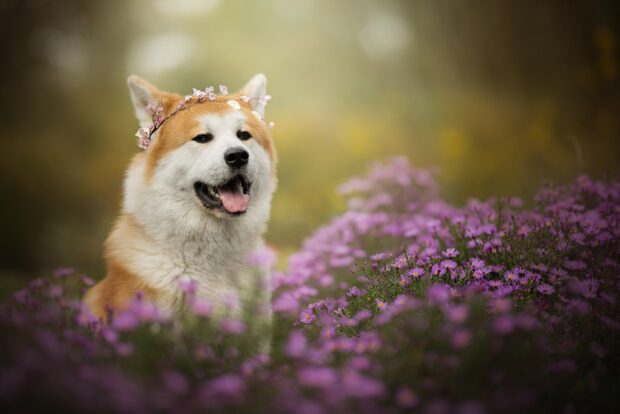 A Shiba Inu with a floral crown sits happily among purple flowers in a serene garden, HD Desktop Wallpaper