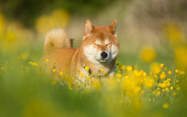 A Shiba Inu dog standing peacefully with eyes closed in a bright yellow flower field, HD Desktop Wallpaper