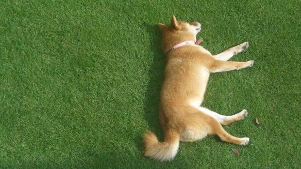 A Shiba Inu is resting peacefully on lush green grass outdoors, HD Desktop Wallpaper