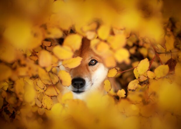 A Shiba Inu peeks through yellow autumn leaves in a natural setting, HD Desktop Wallpaper