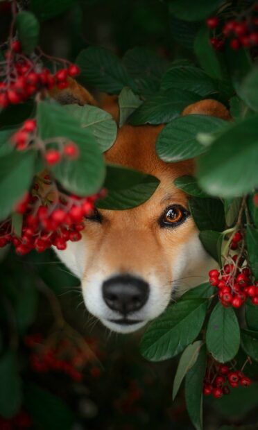 A Shiba Inu is peeking through green leaves and red berries in the forest, HD Phone Wallpaper