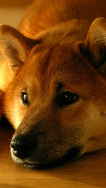 A close up of a Shiba Inu resting its head on a wooden floor, HD Phone Wallpaper