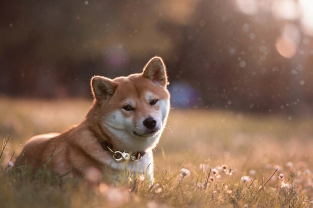 A Shiba Inu rests peacefully in a sunlit grassy field with soft light, HD Desktop Wallpaper
