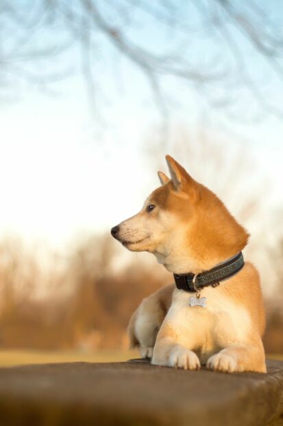 A Shiba Inu with a collar resting outdoors on a wall during sunset, HD Phone Wallpaper