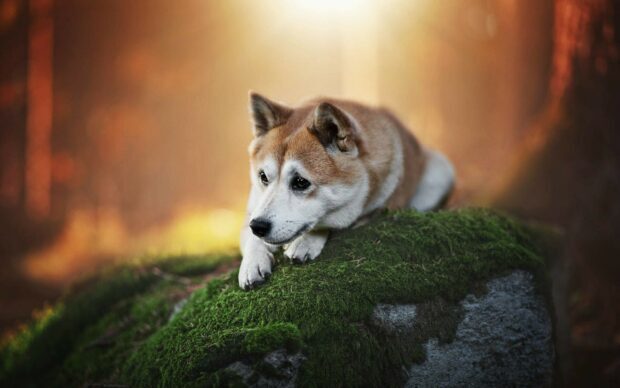 A Shiba Inu resting on a moss covered rock in a forest with warm sunlight, HD Desktop Wallpaper