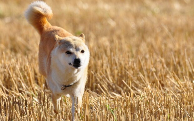 A Shiba Inu runs through a dry field with golden stalks around it, 2K Desktop Wallpaper