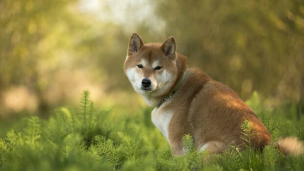 A Shiba Inu is sitting calmly in a green field with a blurred background, HD Desktop Wallpaper