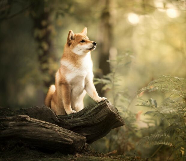 A Shiba Inu watches attentively from a fallen log in the forest, HD Desktop Wallpaper