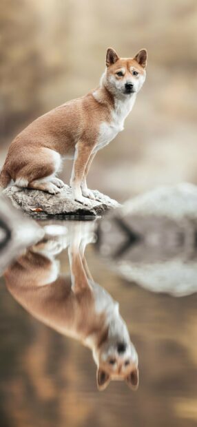 A Shiba Inu sits quietly on a rock with its reflection in the water below, 2K Phone Wallpaper