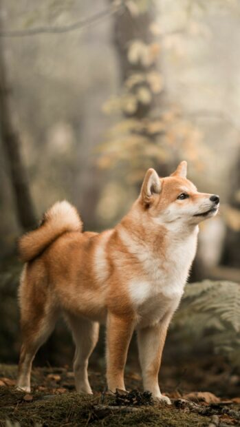 A Shiba Inu stands attentively on the forest floor surrounded by foliage, HD Phone Wallpaper