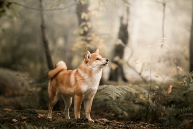 A Shiba Inu stands alert among autumn leaves in a forest setting, HD Desktop Wallpaper