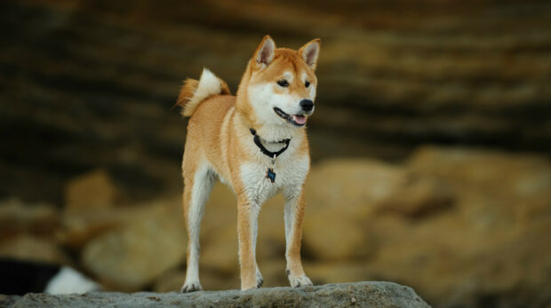 A Shiba Inu stands alert on a rocky surface with a blurred natural background, HD Desktop Wallpaper