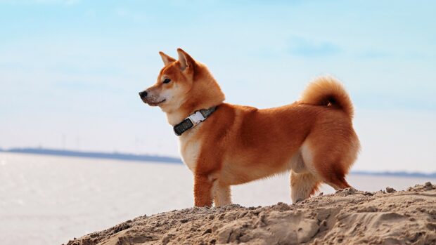 A Shiba Inu stands on sandy ground near the water with a clear sky, 4K Desktop Wallpaper