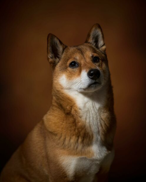 A Shiba Inu with a calm expression is sitting against a brown background, HD Mobile Wallpaper