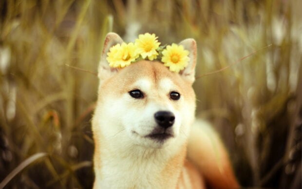 A Shiba Inu wearing a yellow flower crown is sitting calmly among tall grass, 2K Desktop Wallpaper