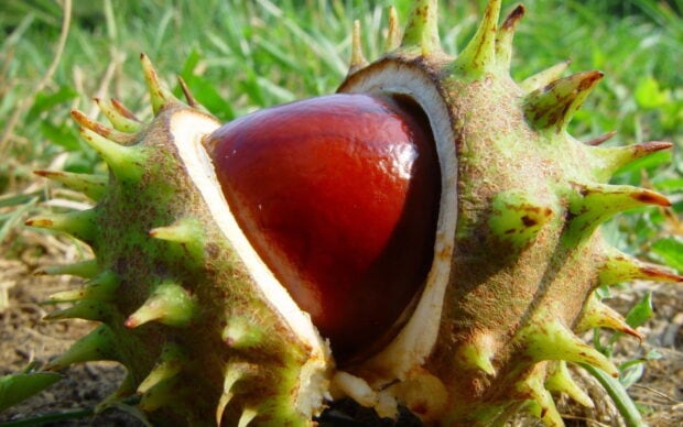 A shiny brown chestnut emerging from its green spiky husk on the ground, HD Desktop Wallpaper