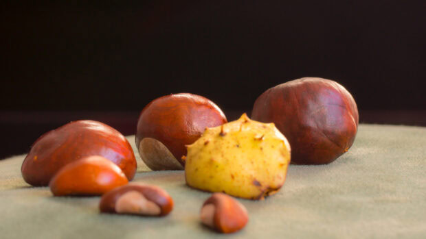Several chestnuts with a spiky yellow shell are displayed on fabric surface, HD Desktop Wallpaper