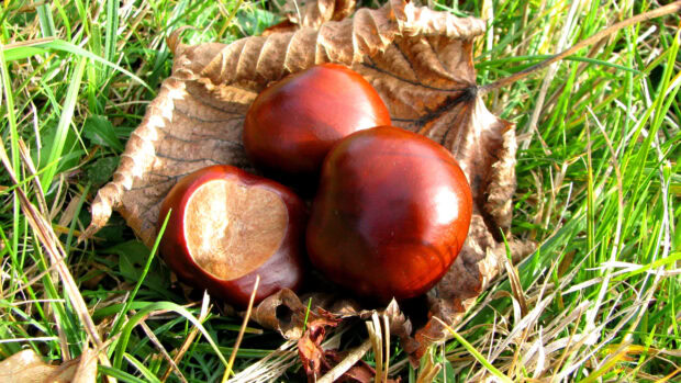 Three shiny brown chestnuts lie on a dry leaf surrounded by green grass, 2K Desktop Wallpaper