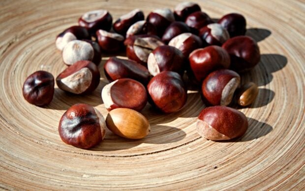 A close up of shiny brown chestnuts scattered on a wooden circular surface featuring natural light, HD Desktop Wallpaper
