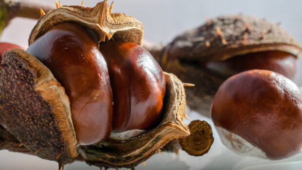 Close up of shiny chestnuts inside their rough shells on a light surface, 4K Desktop Wallpaper