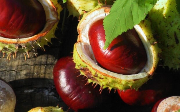 A close up of shiny chestnuts inside green spiky shells with a leaf detail, HD Desktop Wallpaper