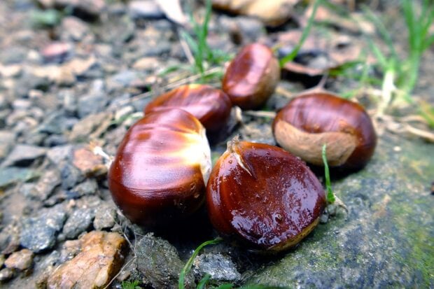 A close up of shiny chestnuts lying on rocky ground with some grass around, 2K Desktop Wallpaper