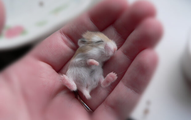 A baby hamster is sleeping peacefully in a hand with soft fur visible, HD Desktop Wallpaper