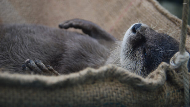 A sleeping otter rests peacefully on a burlap sack showing a calm mood, 2K Desktop Wallpaper