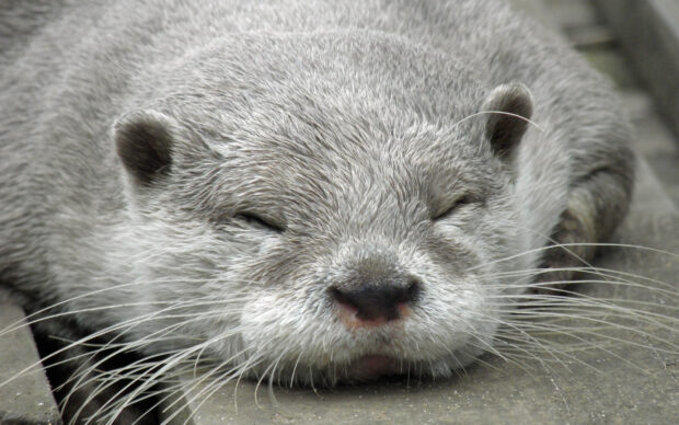 Otter Wallpapers, 2K Desktop Wallpaper