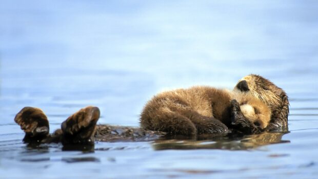 A pair of otters are sleeping peacefully while floating on the water surface, 4K Desktop Wallpaper