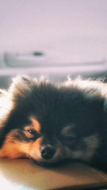 A sleepy Pomeranian lies peacefully on a soft surface in warm light, HD Mobile Wallpaper