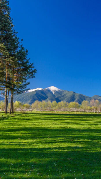 The Bulgaria Wallpapers show a green field with tall trees and a clear blue sky, HD Phone Wallpaper