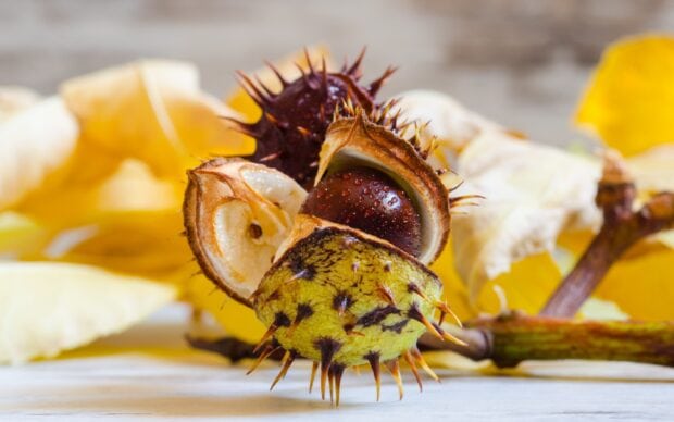 A close up of chestnuts with sharp outer shells during autumn season, 2K Desktop Wallpaper