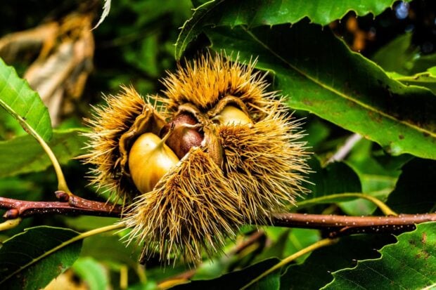Spiky chestnuts growing on a branch with green leaves surrounding them, HD Desktop Wallpaper