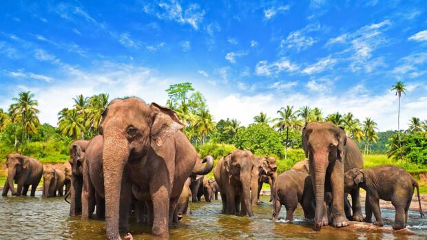 A herd of elephants stands in a river surrounded by trees under a bright blue sky, 2K Desktop Wallpaper