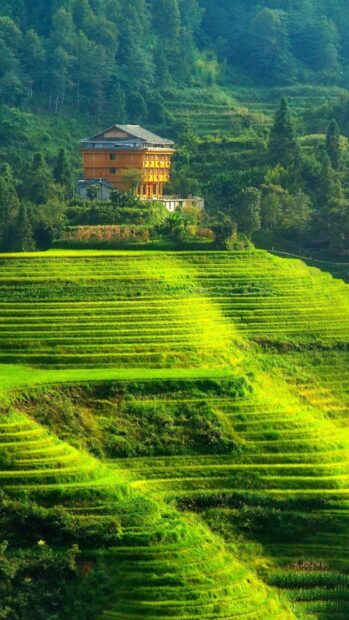 A wooden house stands surrounded by lush green terraced fields in Sri Lanka, 2K Phone Wallpaper