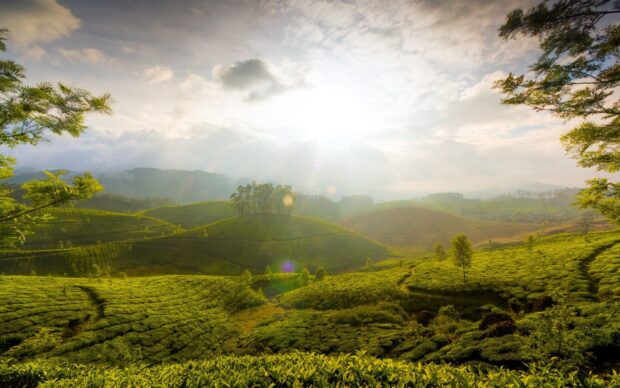 Sunlight brightens green tea plantations in Sri Lanka hills, 2K Desktop Wallpaper